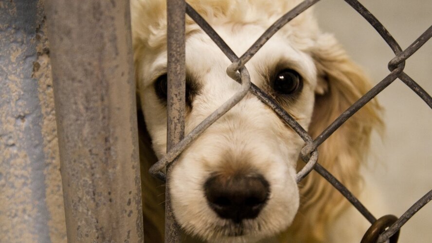 На Кипре за жестокое обращение с собаками будут серьезно наказывать