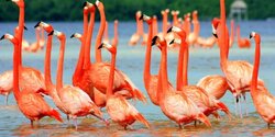 Розовые фламинго на Кипре: птицы цвета заката
