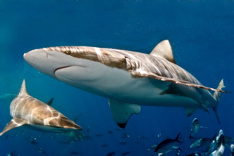 Невероятно! У берегов Кипра поймали акулу