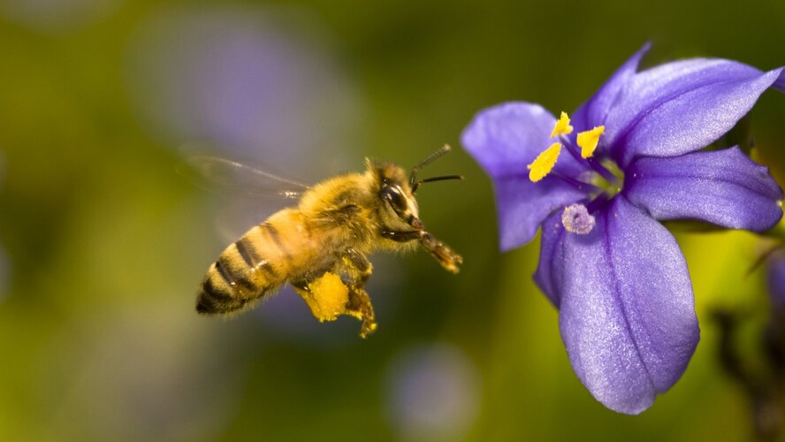 Всемирный день пчел на Кипре: будет сладко!