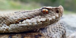 Осторожно, ядовитая змея в деревне Гермасойя