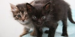 Бездомные котята с Кипра стали главными героями заголовков ведущих СМИ Великобритании