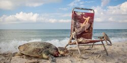 Киприоты проведут демонстрацию за использование лежаков на заповедном черепаховом пляже