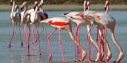 На Кипр прилетели фламинго