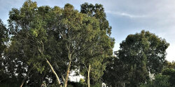Парк эвкалиптовых деревьев в самом сердце Лимассола 