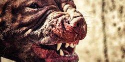 Собака – враг человека: два питбуля терроризируют школьников Лимассола