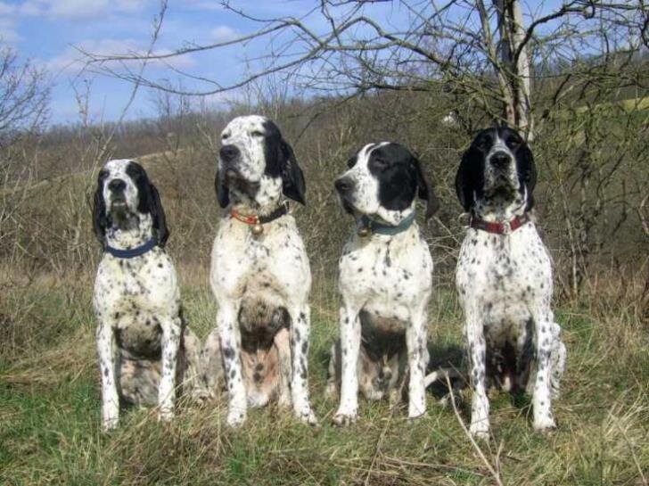В Пафосе неизвестные «увели» охотничьих собак стоимостью 1200 евро