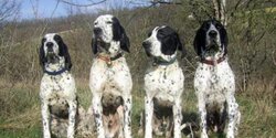 В Пафосе неизвестные "увели" охотничьих собак стоимостью 1200 евро