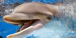 Удивительное зрелище - в Ларнаке резвится дельфин!