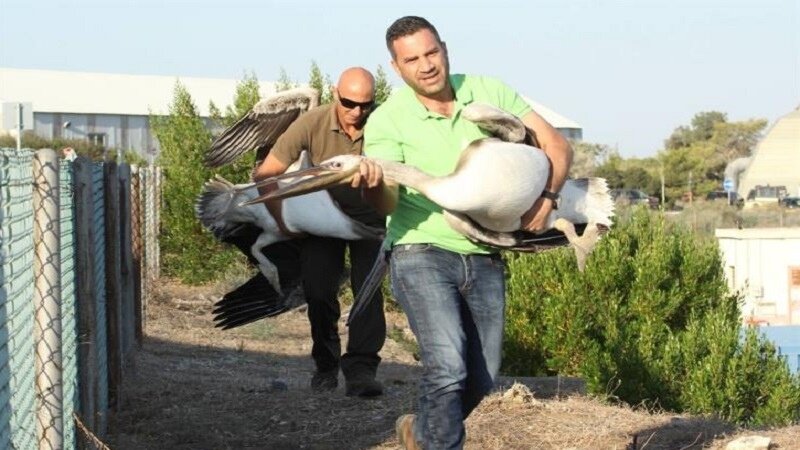 Аварийная посадка: два пеликана, спасенные на Кипре, идут на поправку
