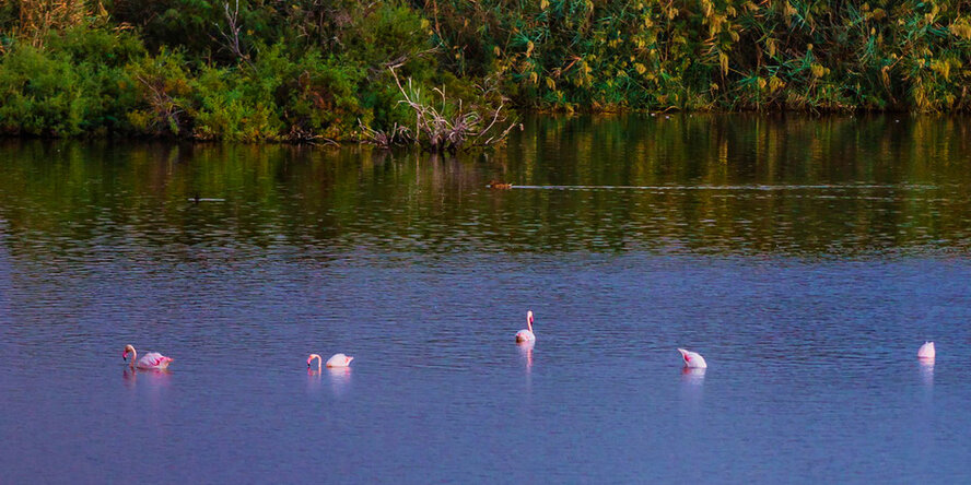 Озеро Ороклини - фантастическая охраняемая природная зона на Кипре и место для наблюдения за птицами