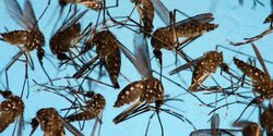 Кипру грозит нашествие вторых по опасности комаров в мире
