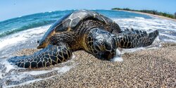 На пляже в Пафосе нашли двух мертвых черепах