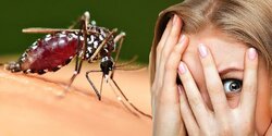 Жители Кипра жалуются на комаров-мутантов
