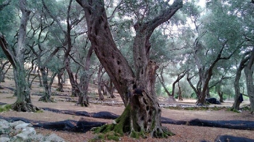 Легенды Кипра. Оливковое дерево.