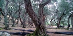 Легенды Кипра. Оливковое дерево.