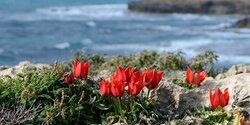 Не пропустите! На Кипре пройдет ежегодный фестиваль тюльпанов
