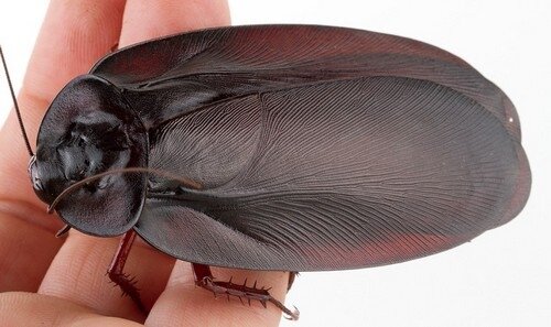 Ужас, летящий на крыльях ночи: на Кипре активизировались летающие тараканы!