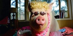 Сразу видно, что карнавал в Лимассоле празднуется в год Свиньи 