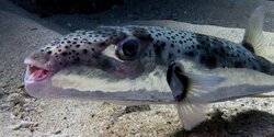 В Лимассоле смертельно ядовитая рыба покушалась на туристку