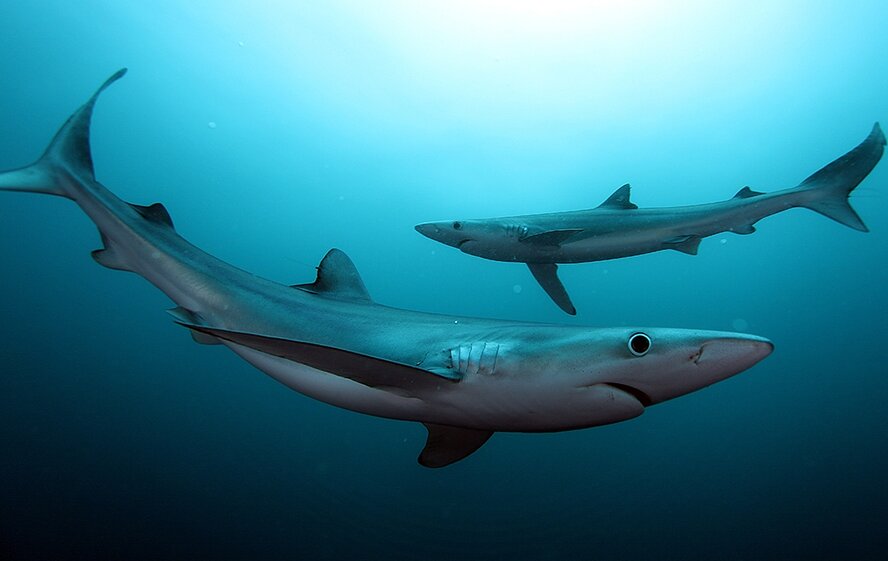 В сети кипрских рыбаков попали сразу 2 акулы!
