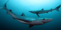 В сети кипрских рыбаков попали сразу 2 акулы!