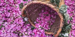 Буйство красок и цветочных ароматов Агроса