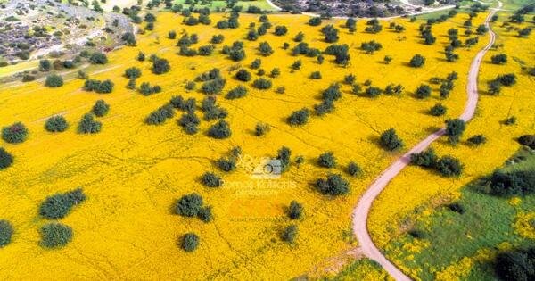 Бескрайнее поле желтых маргариток на Кипре (фото + видео)