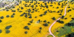 Бескрайнее поле желтых маргариток на Кипре (фото + видео)
