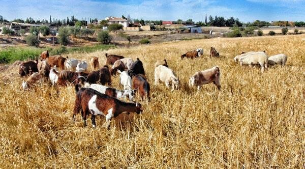 Кипрская пастораль, или путешествие за халлуми