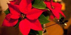Пуансеттия - Рождественский цветок.