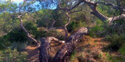 «Спящий лес» на Кипре (фото)