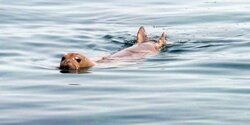 Средиземноморский тюлень-монах в Лимассоле!