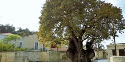 Top-5 самых необыкновенных деревьев Кипра