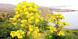 Возьми вот эти скромные цветы! Кипр дарит девушкам весенние букеты