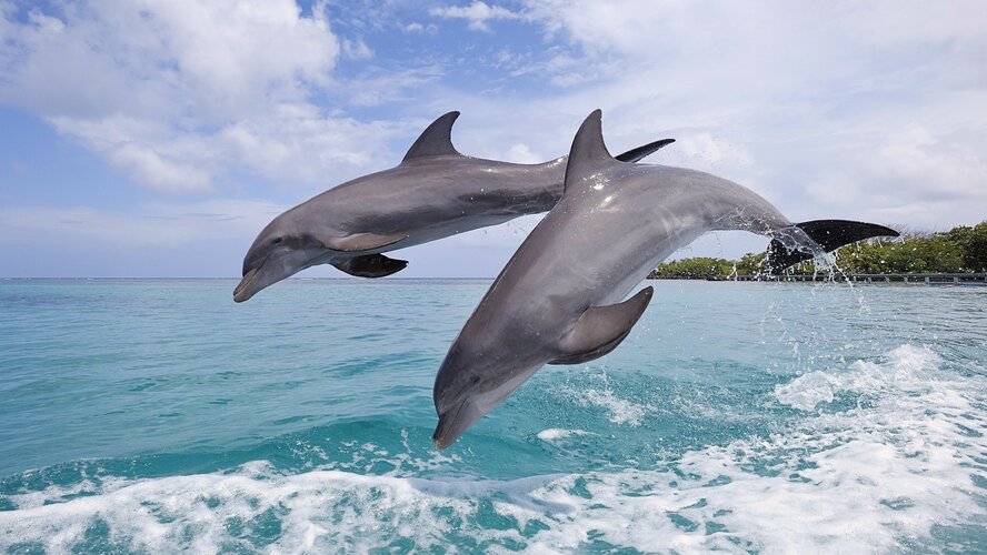 К берегам Кипра приплыли дельфины!
