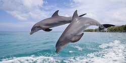 К берегам Кипра приплыли дельфины!