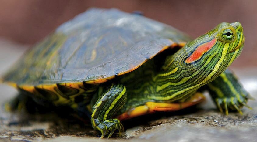 Новая опасность- Красноухие черепахи заполонили Кипр