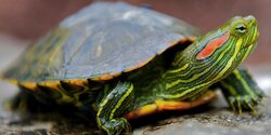 Новая опасность- Красноухие черепахи заполонили Кипр