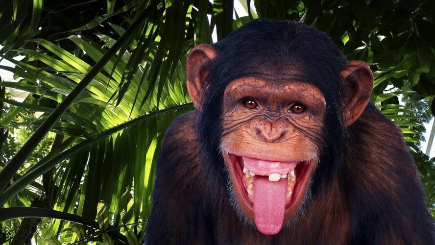В Лимассоле пропала обезьяна