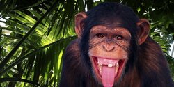 В Лимассоле пропала обезьяна 