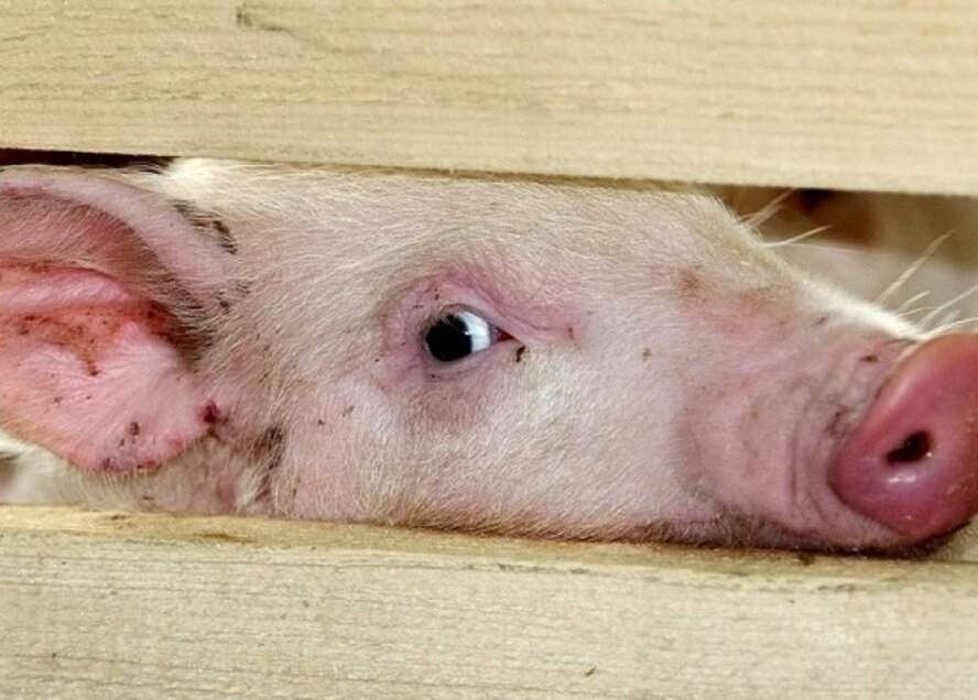 На Кипр надвигается эпидемия свиной чумы