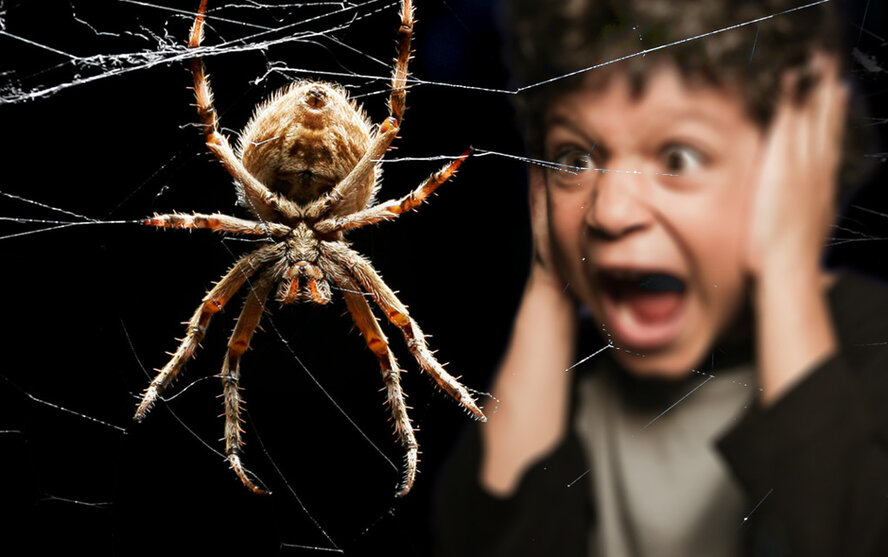 На Северном Кипре обнаружен новый вид пауков