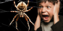 На Северном Кипре обнаружен новый вид пауков