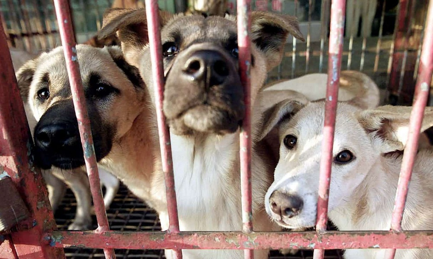 В Пафосе живодеры отравили охотничьих собак