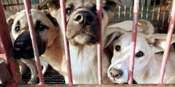 В Пафосе живодеры отравили охотничьих собак