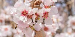 24 февраля на Кипре пройдет Фестиваль цветущего миндаля 