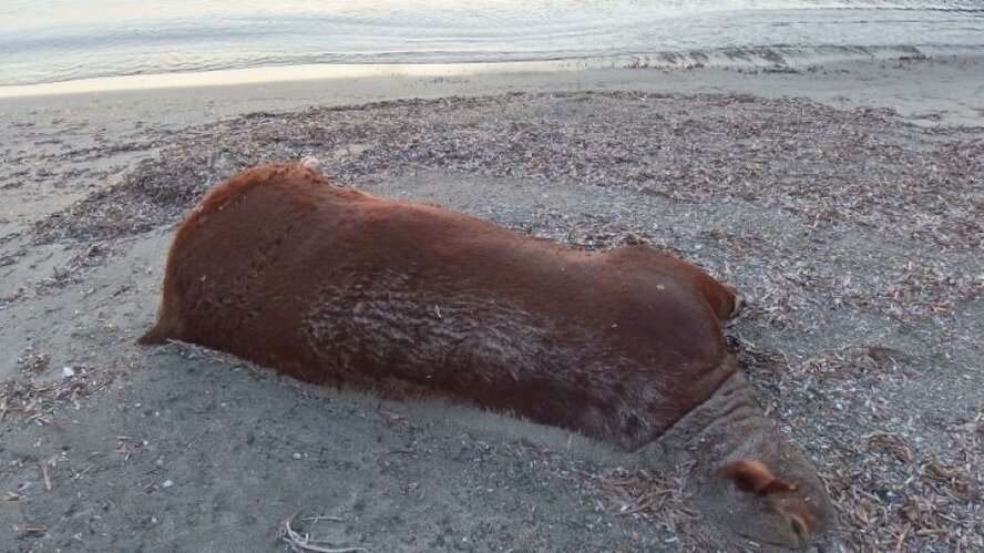 На золотистый пляж Протараса море выбросило обезображенные трупы животных