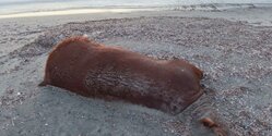 На золотистый пляж Протараса море выбросило обезображенные трупы животных 