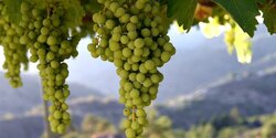 Кипр возобновляет производство местных вин